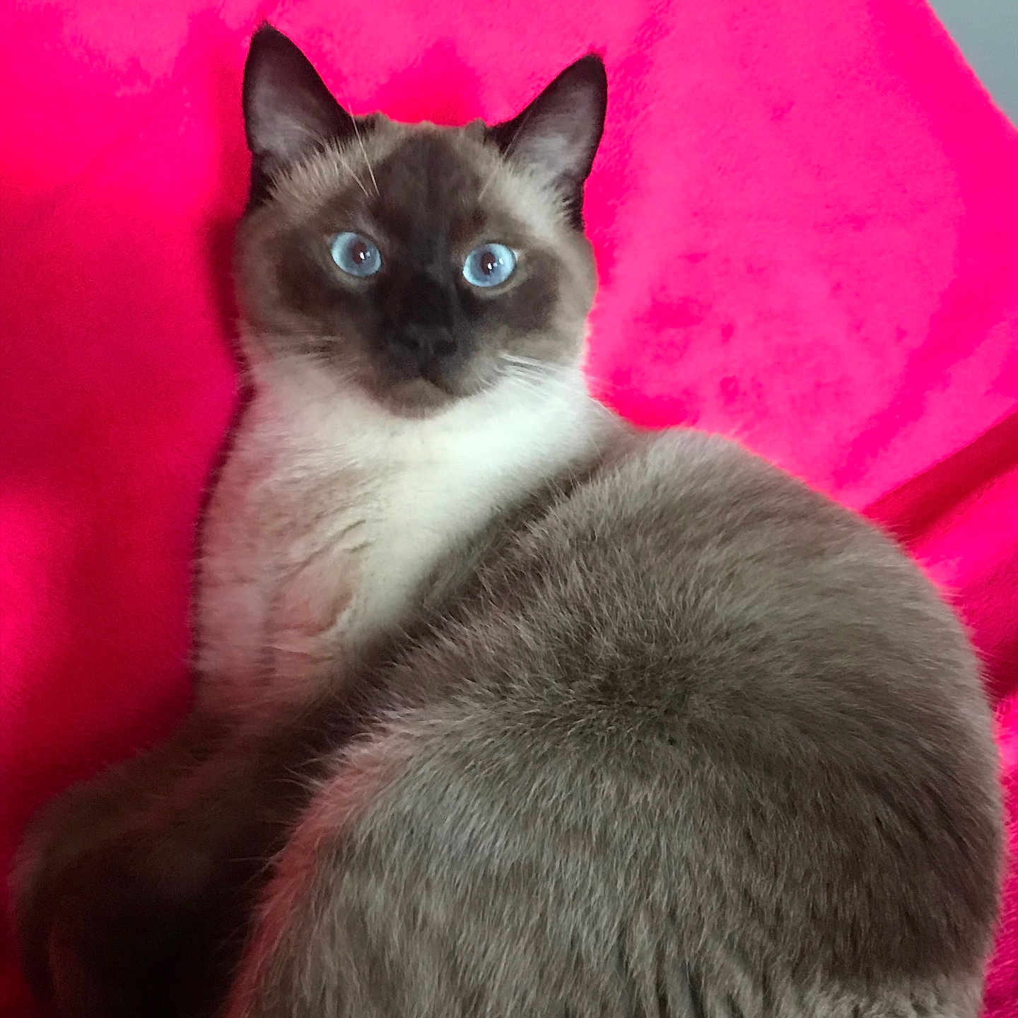 Shadoow participe au concours pour gagner de l'argent avec cette photo : animal, blue_eyes, cat, close_up, cozy, curious, cute, ears, feline, fur, indoor, looking, mammal, pet, pink_blanket, relaxed, resting, siamese, soft, whiskers