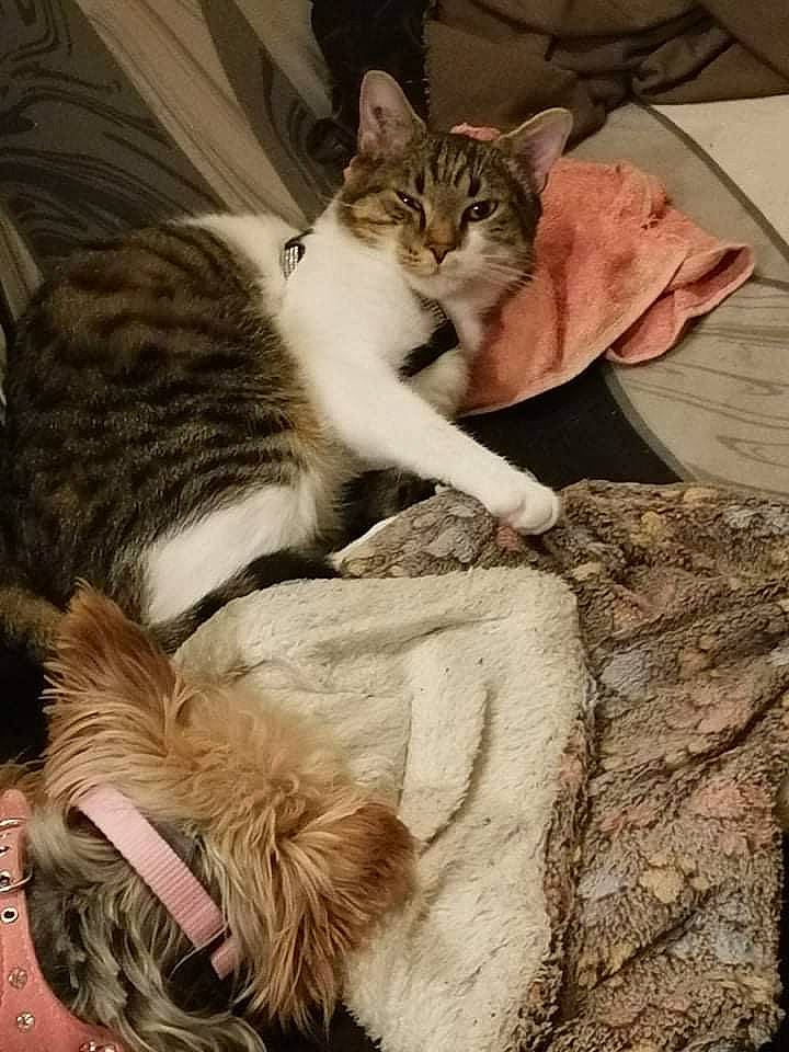 Blue a rejoint le concours — aidez-le/la à gagner de superbes lots ! carnivore, cat, claw, comfort, companion_dog, domestic_short_haired_cat, fawn, felidae, fur, linens, mammal, nap, paw, sitting, sleep, small_to_medium_sized_cats, snout, tail, whiskers, working_animal