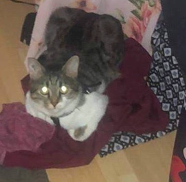 Blue a rejoint le concours — aidez-le/la à gagner de superbes lots ! box, carnivore, cat, cat_bed, cat_supply, comfort, domestic_short_haired_cat, felidae, flooring, fur, grey, hardwood, paw, room, small_to_medium_sized_cats, snout, tail, whiskers, wood