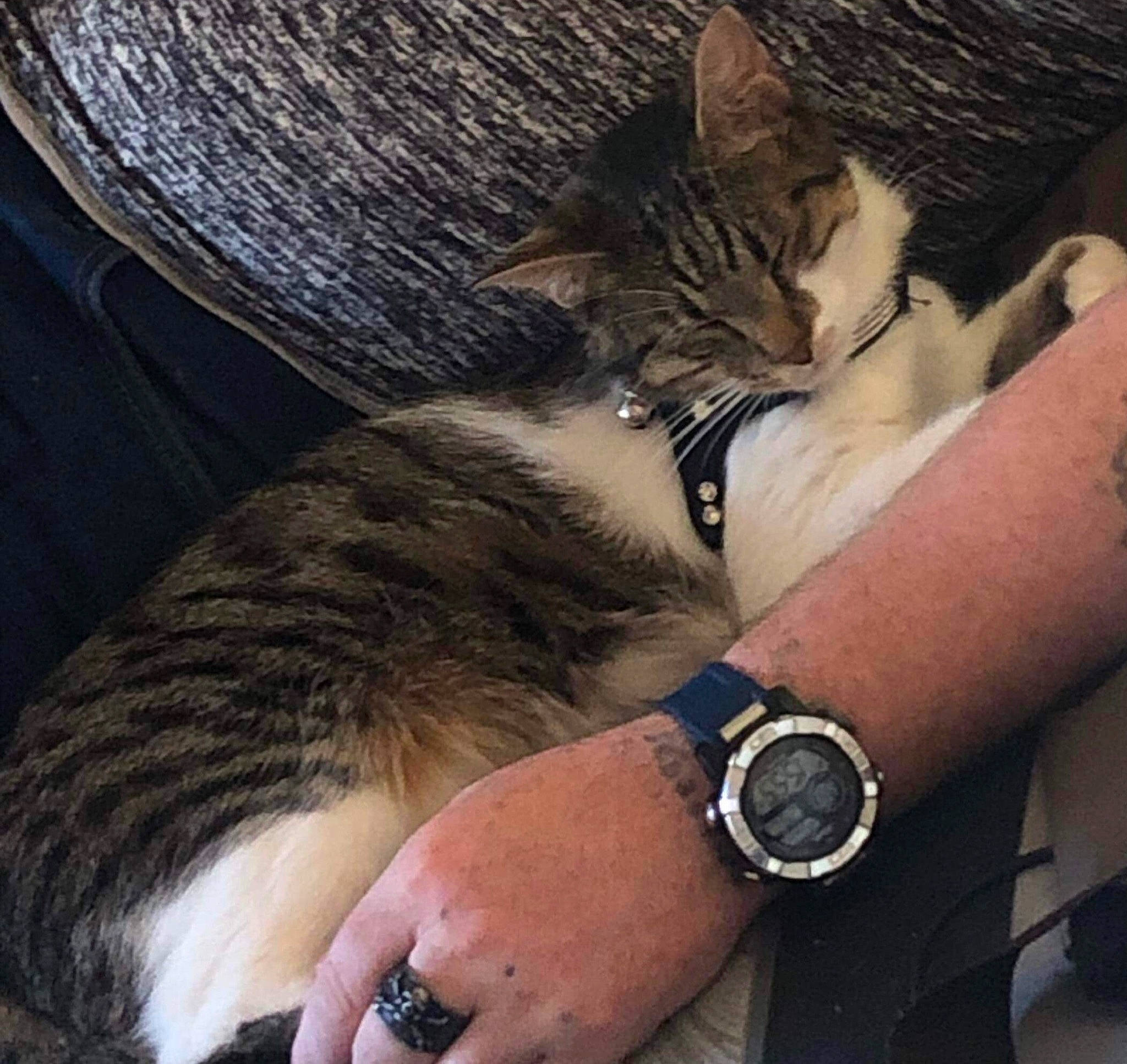 Blue a rejoint le concours — aidez-le/la à gagner de superbes lots ! analog_watch, arm, carnivore, cat, clock, comfort, cool, elbow, felidae, finger, gesture, hand, lap, leg, nail, small_to_medium_sized_cats, thigh, watch, whiskers, wrist