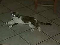 Blue a rejoint le concours — aidez-le/la à gagner de superbes lots ! canidae, carnivore, cat, dog_breed, domestic_short_haired_cat, felidae, floor, flooring, fur, grey, hardwood, monochrome, road_surface, small_to_medium_sized_cats, sporting_group, tail, terrestrial_animal, tile, whiskers, wood