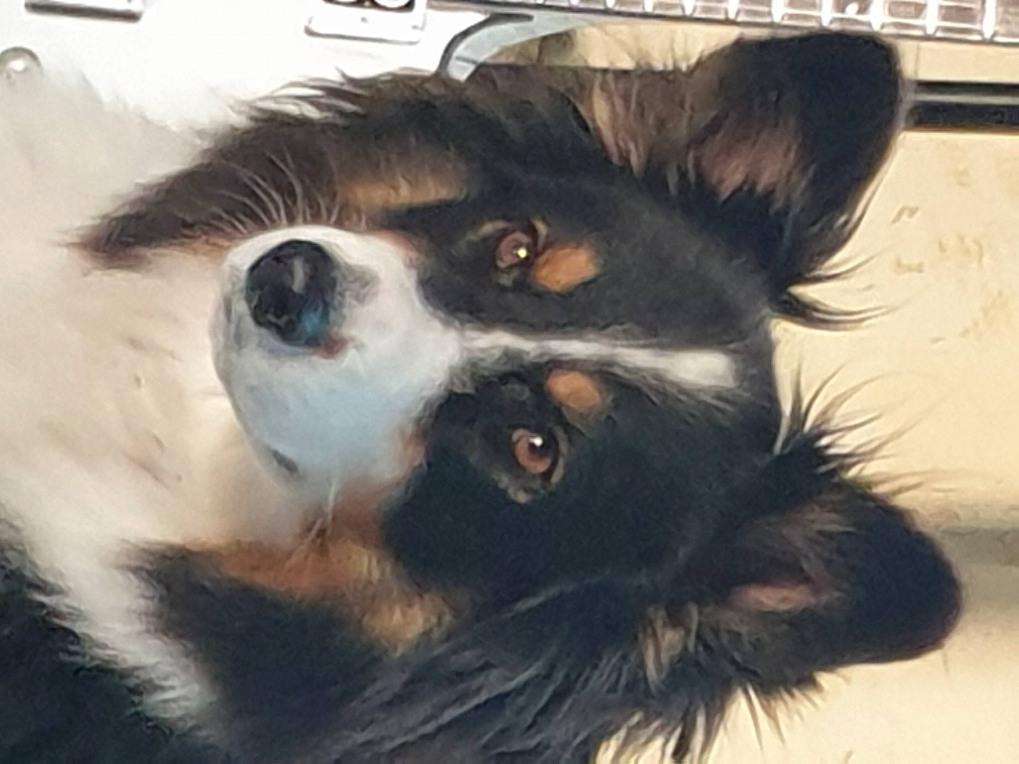 Lexy a rejoint le concours — aidez-le/la à gagner de superbes lots ! canidae, carnivore, companion_dog, dog, dog_breed, ear, fur, jaw, non_sporting_group, paw, snout, sporting_group, terrestrial_animal, toy_dog, whiskers, working_animal, working_dog