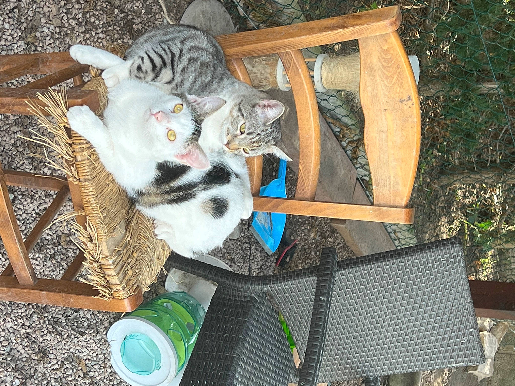 Titou participe au concours pour gagner de l'argent avec cette photo : animal_shelter, basket, bicycle_fork, bottle, canidae, carnivore, cat, domestic_short_haired_cat, felidae, fur, grass, hardwood, mesh, plant, small_to_medium_sized_cats, sporting_group, tail, water_bottle, whiskers, wood