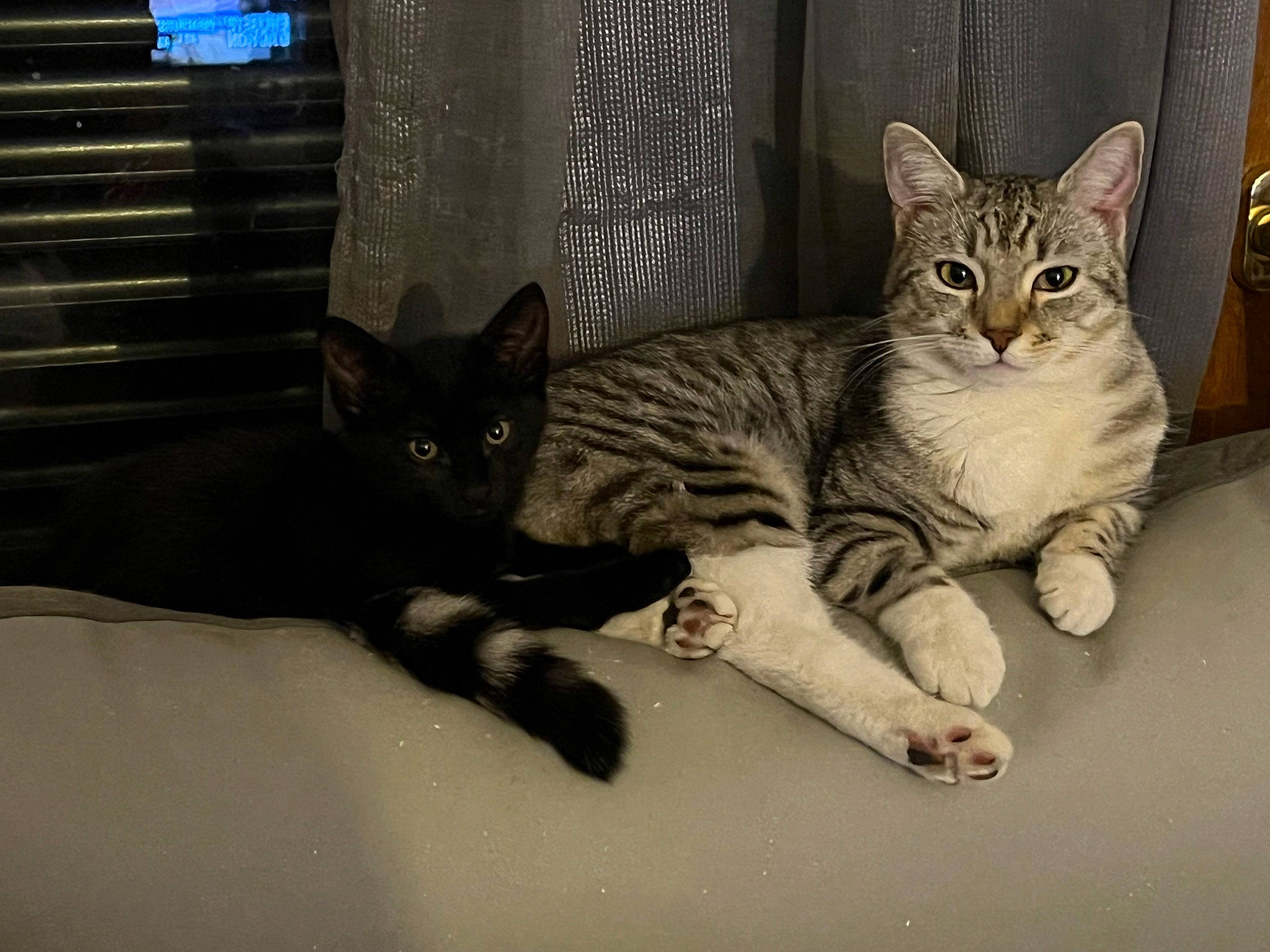 Titou a rejoint le concours — aidez-le/la à gagner de superbes lots ! carnivore, cat, claw, comfort, domestic_short_haired_cat, felidae, fur, grey, paw, sitting, small_to_medium_sized_cats, snout, tail, whiskers, window