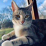Luna is registered to the contest to win money with this photo: cat, animal, pet, feline, whiskers, window, outdoor, nature, sky, tree, relaxing, fur, paws, closeup, portrait, domestic, sunlight, resting, cozy, indoor