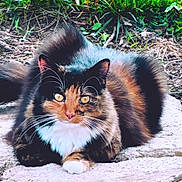 Ellie is registered to the contest to win money with this photo: cat, calico, outdoor, grass, stone, animal, pet, feline, whiskers, tail, nature, closeup, fur, relaxed, alert, eyes, mammal, ground, resting, wildlife