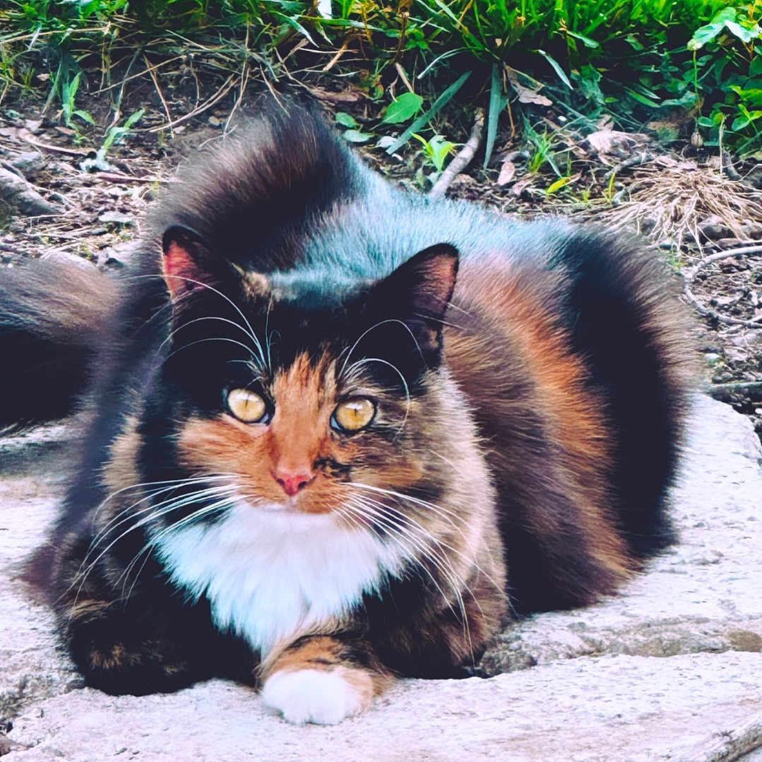 Ellie is registered to the contest to win money with this photo: alert, animal, calico, cat, closeup, eyes, feline, fur, grass, ground, mammal, nature, outdoor, pet, relaxed, resting, stone, tail, whiskers, wildlife