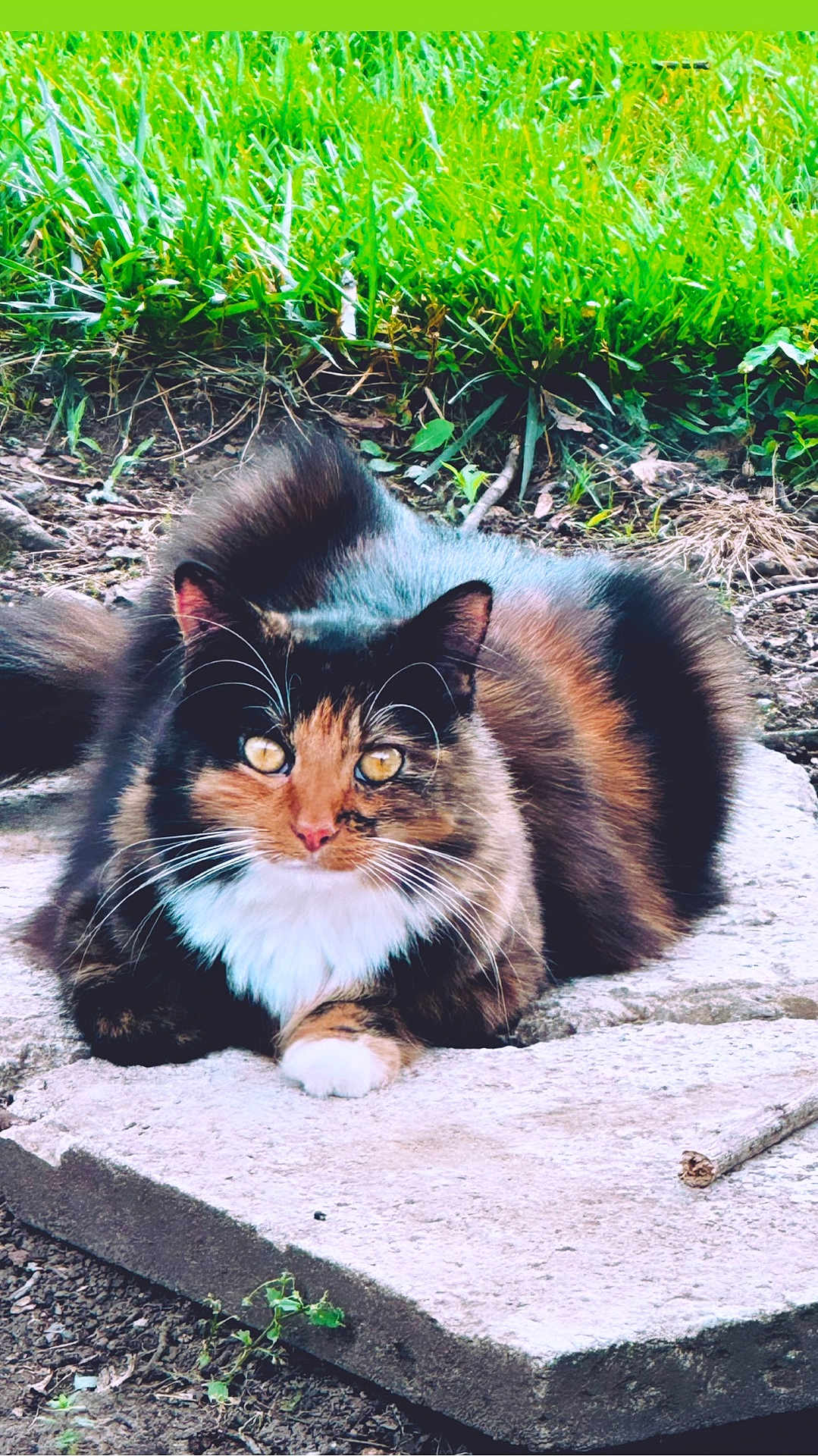 Ellie is registered to the contest to win money with this photo: cat, calico, outdoor, grass, stone, animal, pet, feline, whiskers, tail, nature, closeup, fur, relaxed, alert, eyes, mammal, ground, resting, wildlife