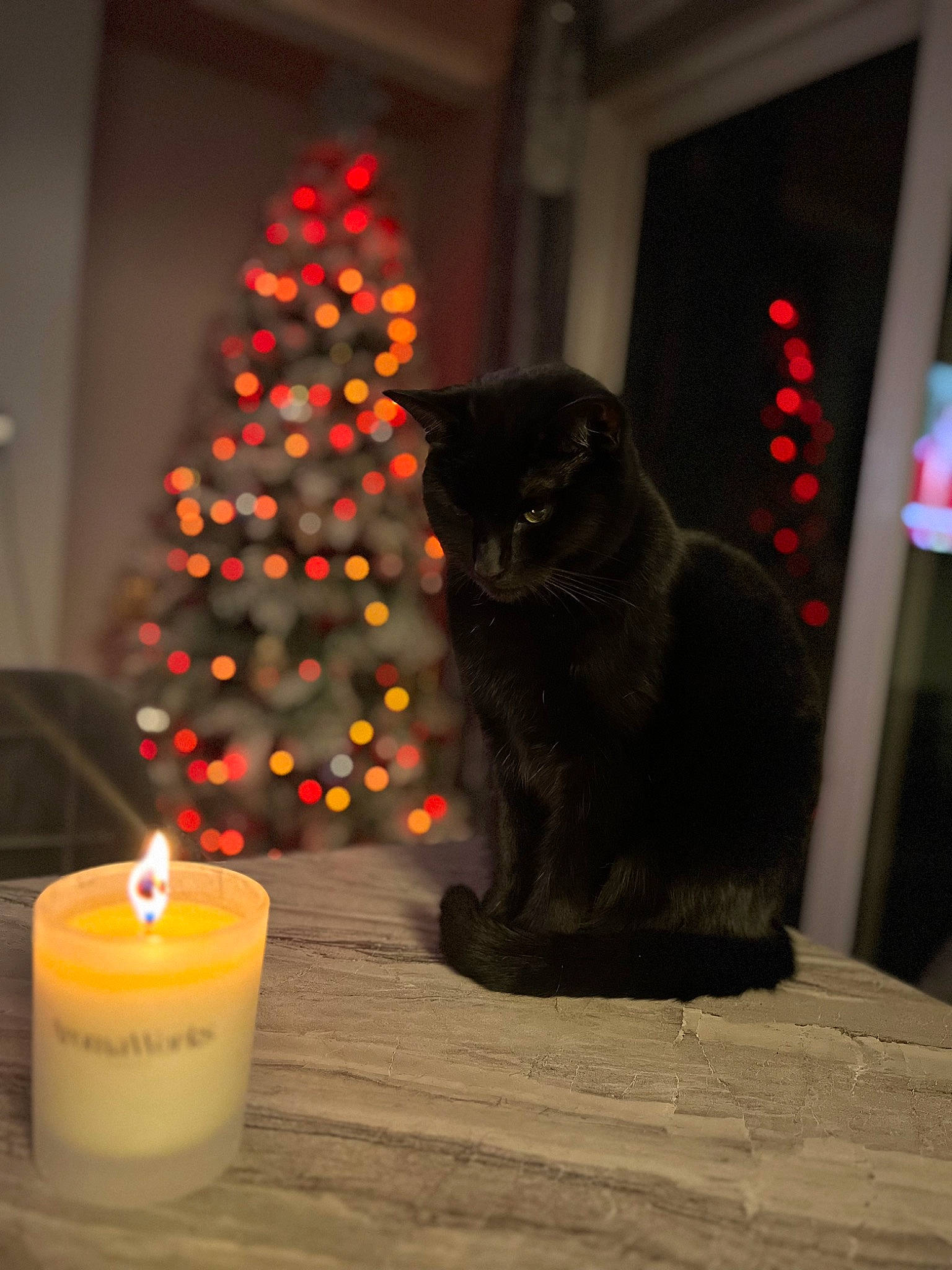Cipe joined the competition — help win amazing prizes! candle, carnivore, cat, christmas_decoration, christmas_ornament, christmas_tree, event, evergreen, felidae, fire, holiday, holiday_ornament, light, plant, red, small_to_medium_sized_cats, tints_and_shades, tree, wax, window