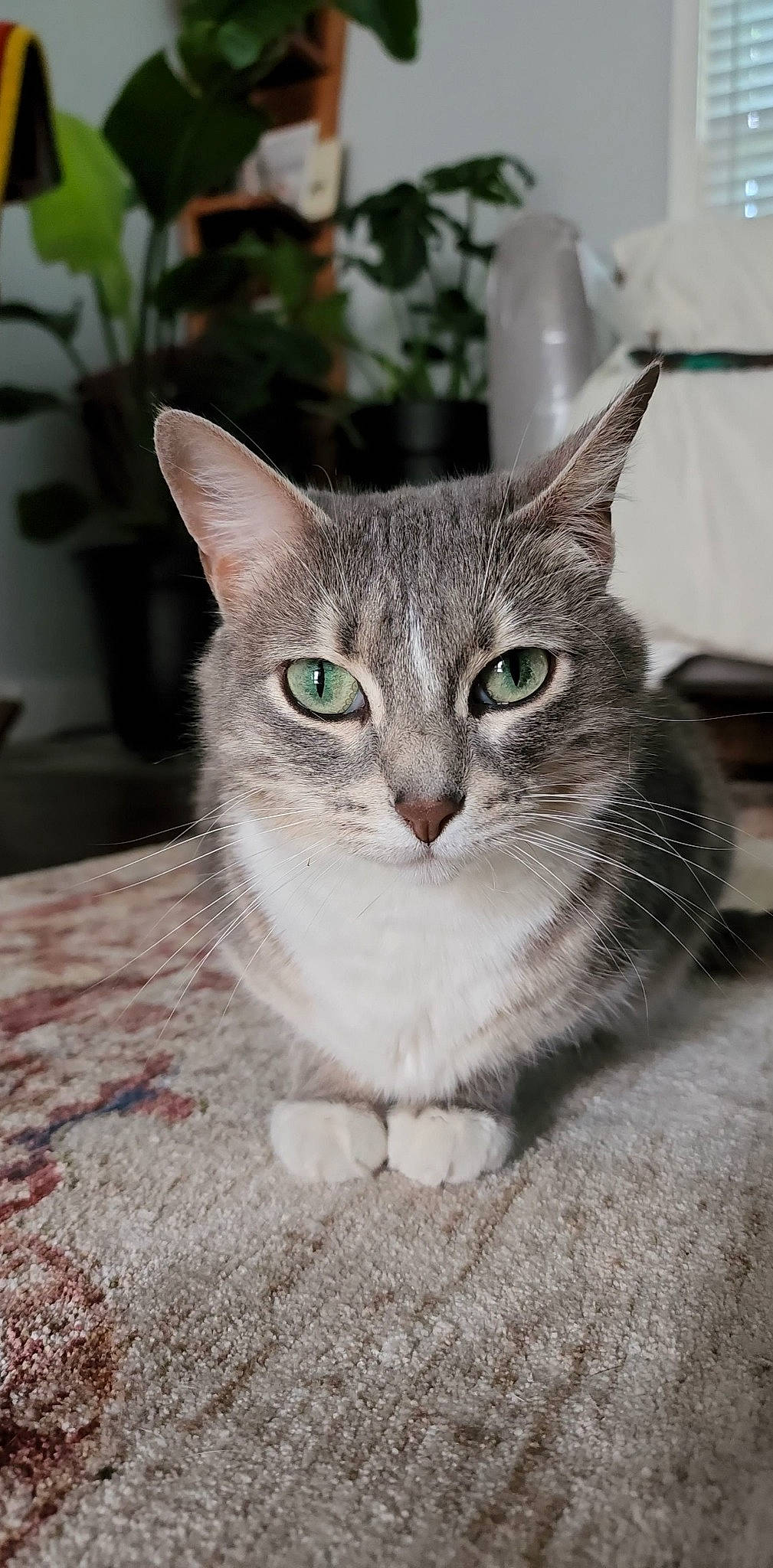 Pancake is registered to the contest to win money with this photo: carnivore, cat, cat_furniture, claw, collar, domestic_short_haired_cat, door, felidae, flowerpot, fur, grey, paw, plant, small_to_medium_sized_cats, snout, tail, terrestrial_animal, tree, whiskers, window