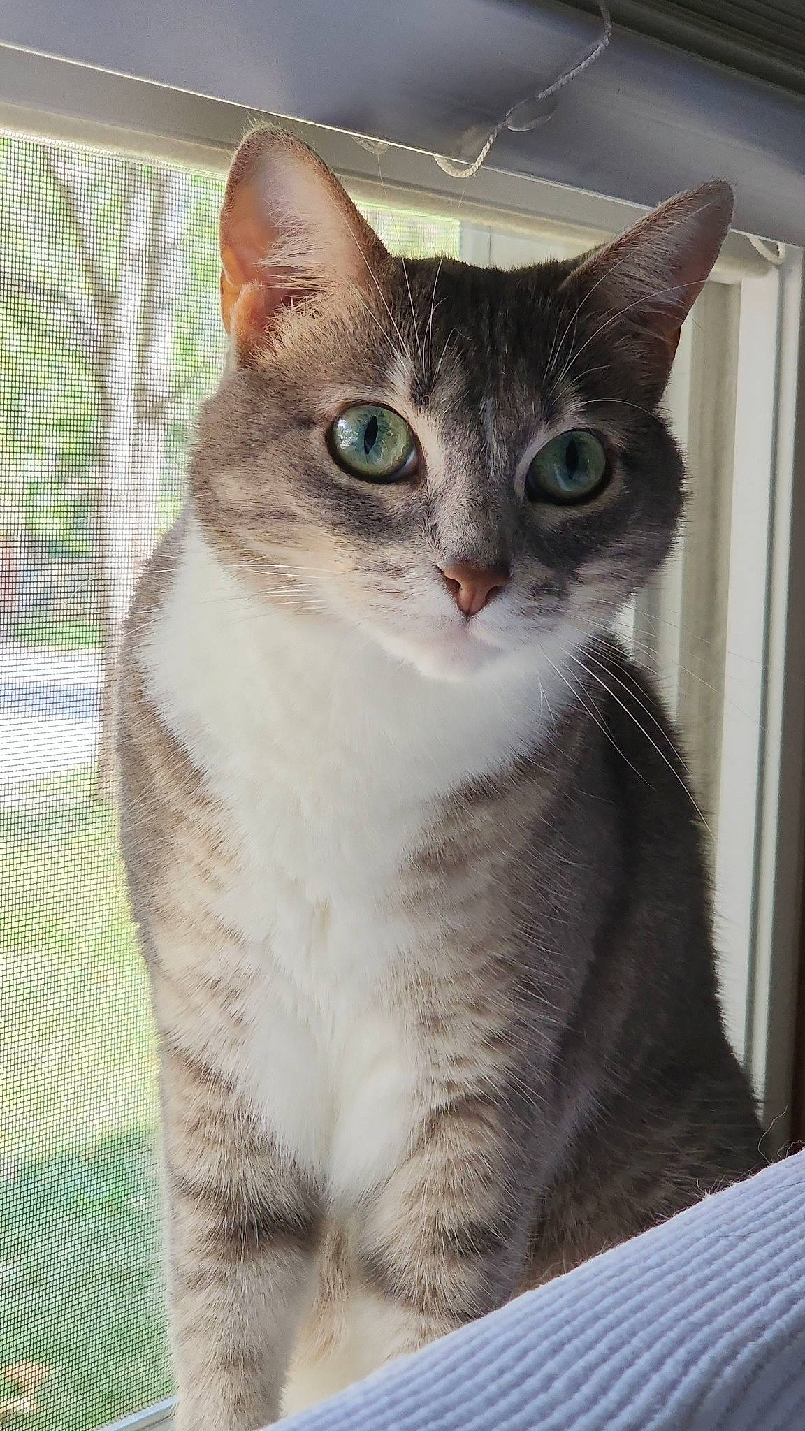 Pancake joined the competition — help win amazing prizes! carnivore, cat, collar, curious, domestic_short_haired_cat, eye, felidae, fur, iris, mesh, paw, pet_supply, photo_caption, small_to_medium_sized_cats, snout, tail, terrestrial_animal, whiskers, window