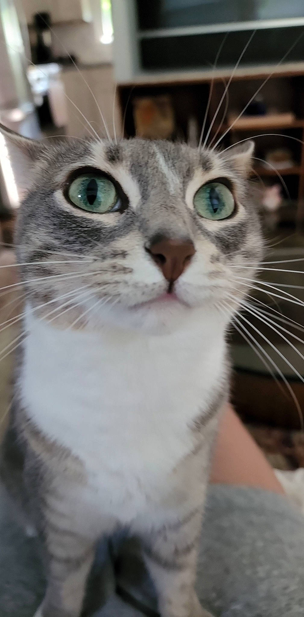 Pancake joined the competition — help win amazing prizes! carnivore, cat, collar, domestic_short_haired_cat, door, ear, eye, eyelash, felidae, fur, hair, iris, small_to_medium_sized_cats, snout, terrestrial_animal, whiskers, window