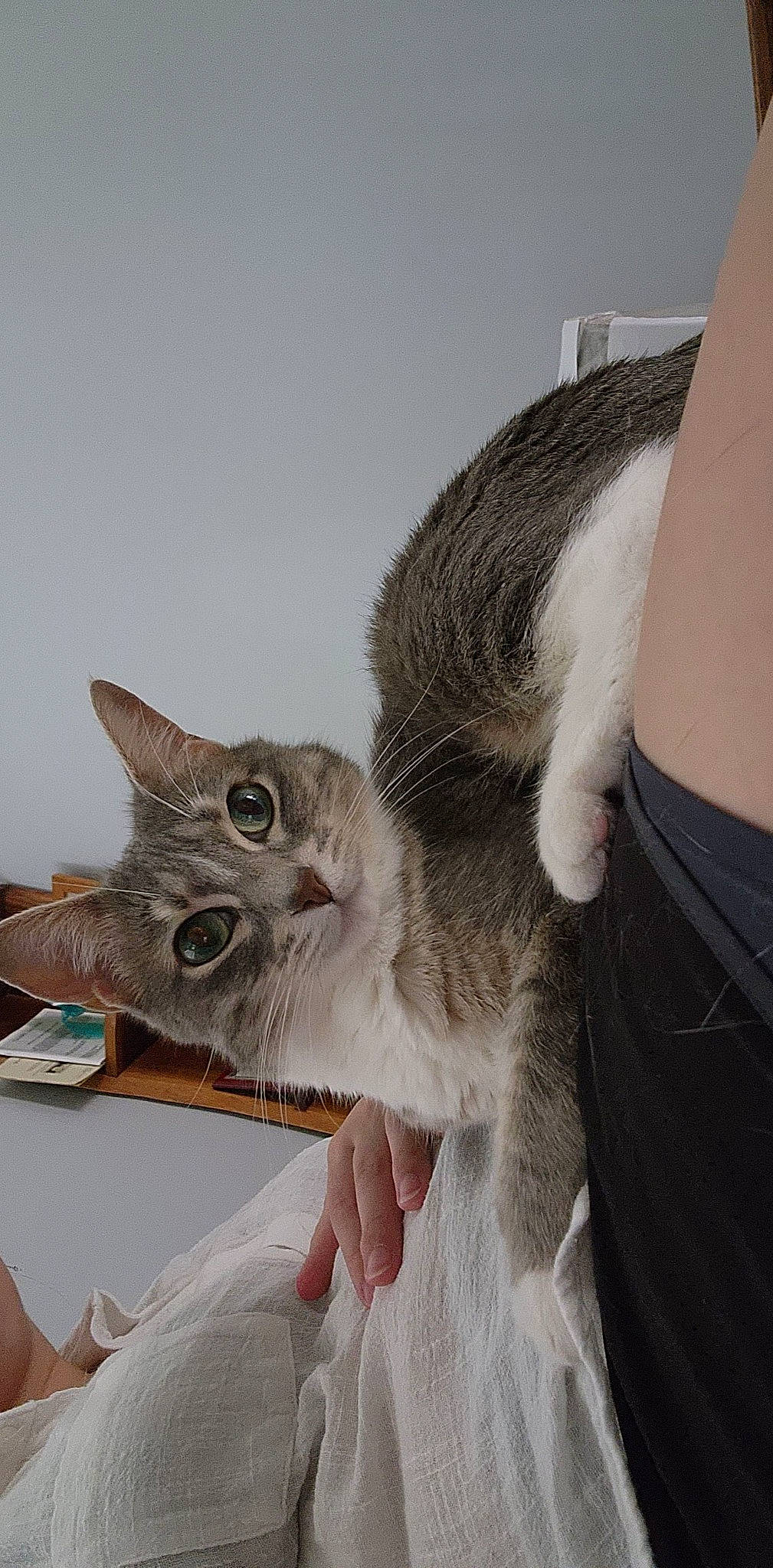 Pancake joined the competition — help win amazing prizes! carnivore, cat, claw, comfort, domestic_short_haired_cat, felidae, fur, gesture, paw, small_to_medium_sized_cats, snout, tail, whiskers