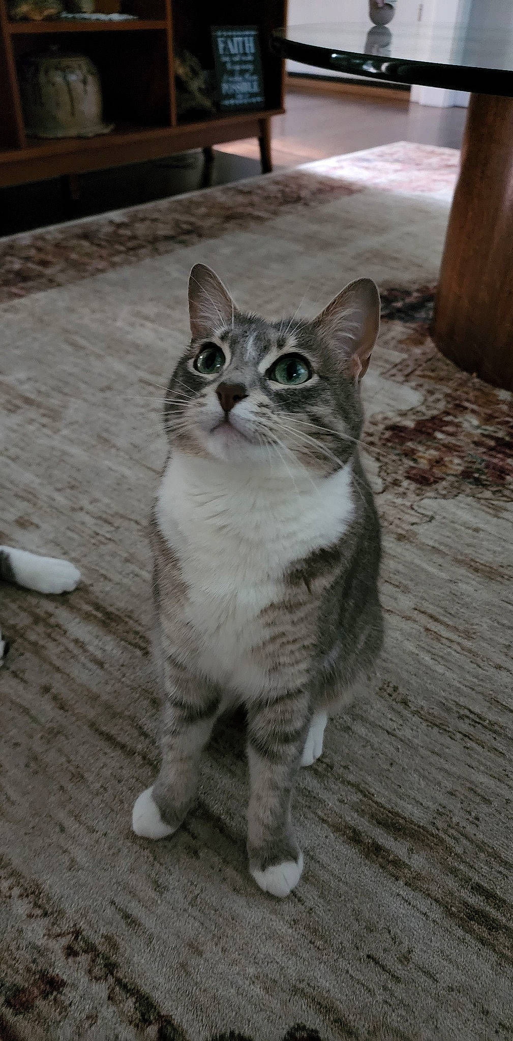 Pancake is registered to the contest to win money with this photo: carnivore, cat, claw, domestic_short_haired_cat, door, felidae, flooring, foot, fur, grey, hardwood, paw, road_surface, small_to_medium_sized_cats, snout, tail, terrestrial_animal, whiskers, window, wood