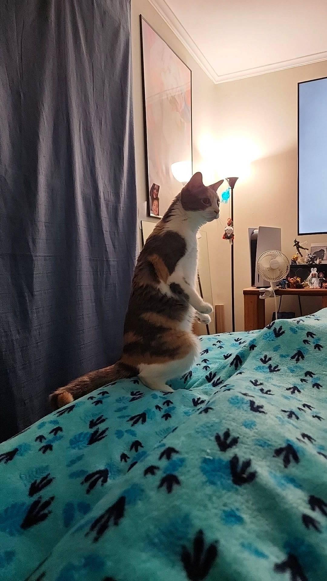 Gravy is registered to the contest to win money with this photo: bed, bedding, carnivore, cat, comfort, curtain, fawn, felidae, floor, flooring, furniture, grey, hardwood, lamp, linens, mammal, small_to_medium_sized_cats, textile, whiskers, wood