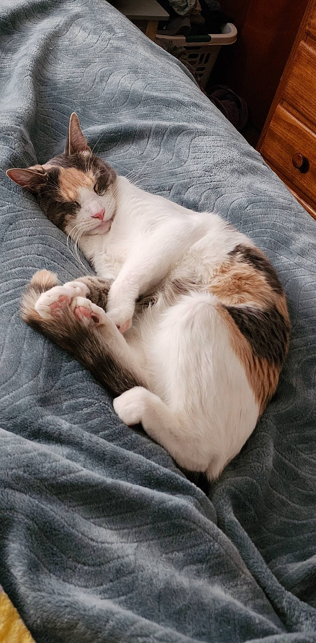 Gravy joined the competition — help win amazing prizes! cabinetry, carnivore, cat, claw, comfort, domestic_short_haired_cat, door, fawn, felidae, fur, hardwood, nap, paw, sitting, small_to_medium_sized_cats, snout, tail, whiskers, wood, wood_stain