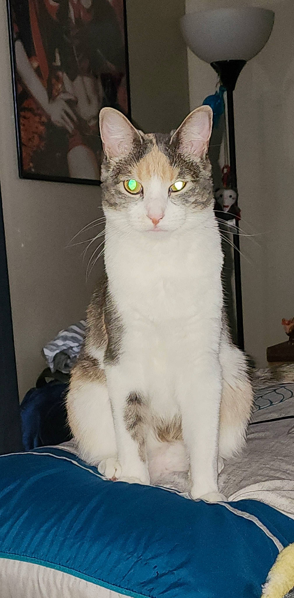 Gravy is registered to the contest to win money with this photo: box, carnivore, cat, collar, domestic_short_haired_cat, door, felidae, fur, paw, picture_frame, small_to_medium_sized_cats, snout, tail, television, whiskers, window