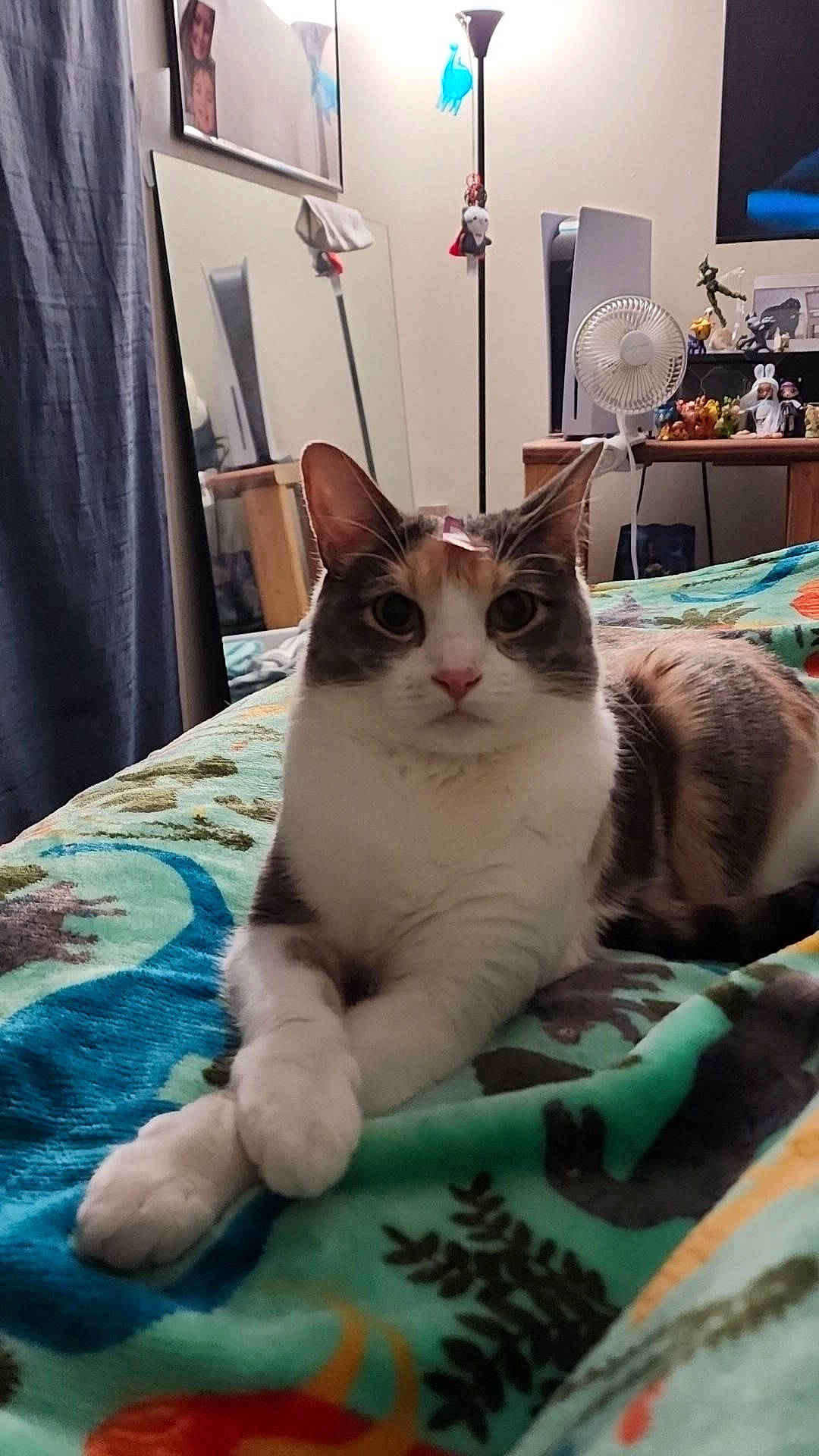 Gravy is registered to the contest to win money with this photo: carnivore, cat, cat_supply, comfort, curtain, domestic_short_haired_cat, fang, felidae, fur, lamp, linens, paw, pet_supply, picture_frame, room, small_to_medium_sized_cats, snout, tail, whiskers