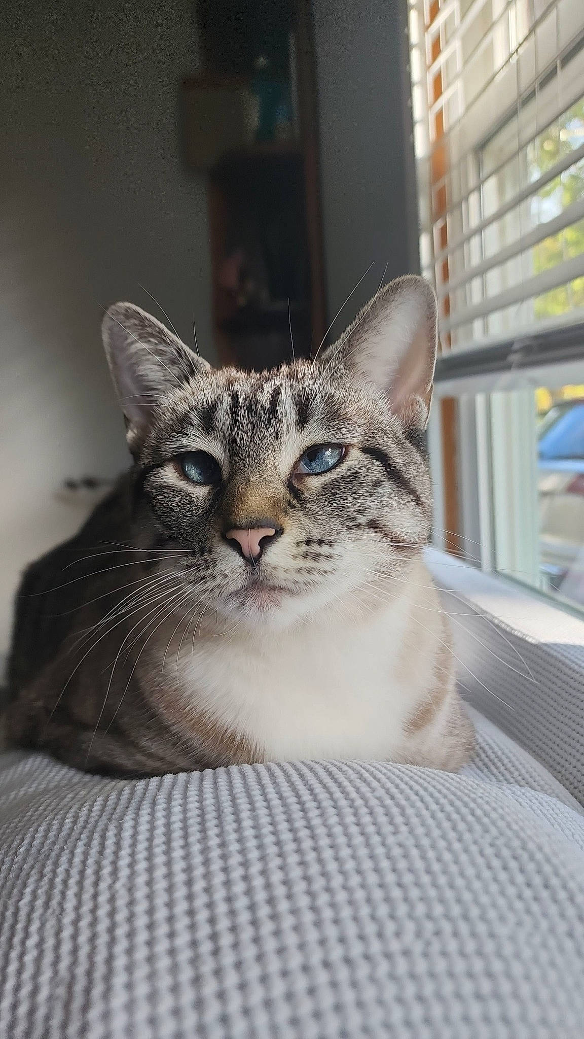 Dizzy is registered to the contest to win money with this photo: art, carnivore, cat, domestic_short_haired_cat, door, eye, fawn, felidae, fur, paw, plant, small_to_medium_sized_cats, snout, terrestrial_animal, tree, whiskers, wildlife, window