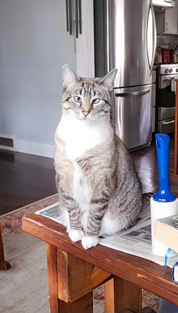 Dizzy joined the competition — help win amazing prizes! carnivore, cat, domestic_short_haired_cat, door, felidae, flooring, fur, grey, hardwood, machine, paper_towel, paw, shelf, small_to_medium_sized_cats, snout, table, tail, whiskers, window, wood