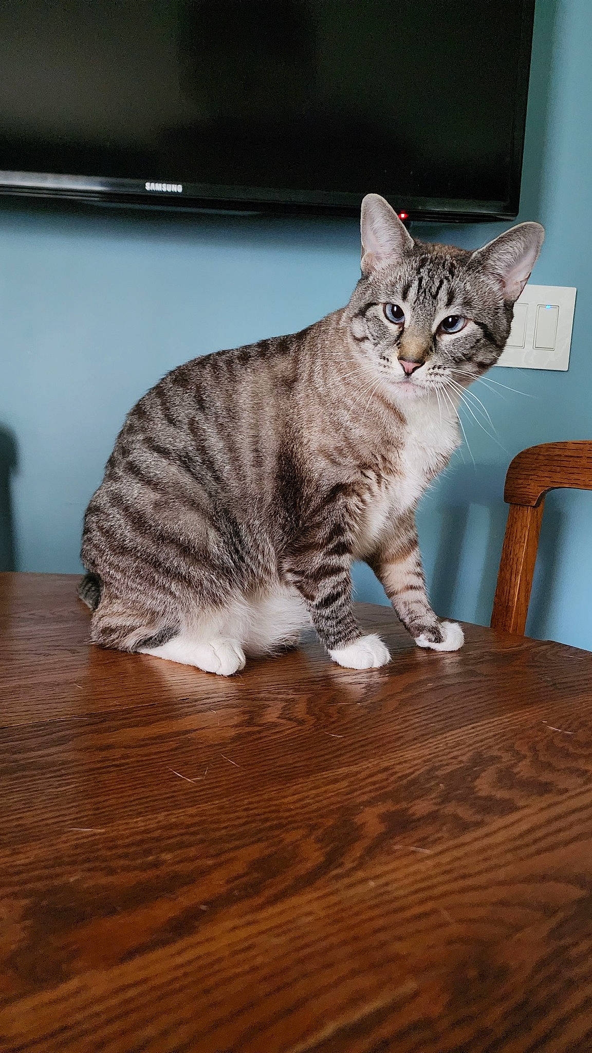 Dizzy is registered to the contest to win money with this photo: carnivore, cat, chair, domestic_short_haired_cat, felidae, flooring, fur, hardwood, paw, sitting, small_to_medium_sized_cats, snout, table, tail, varnish, whiskers, window, wood, wood_flooring, wood_stain