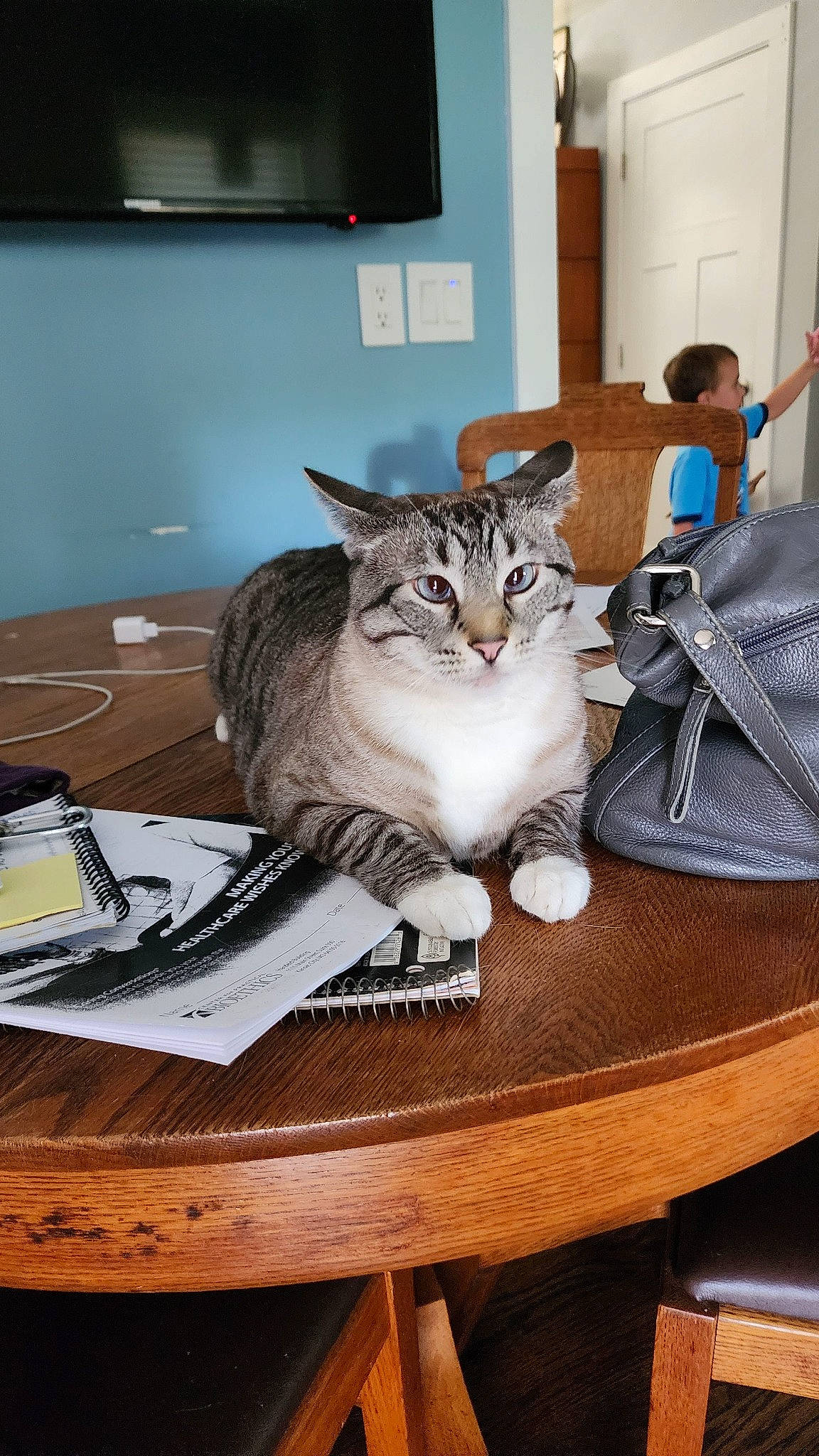 Dizzy joined the competition — help win amazing prizes! basket, box, carnivore, cat, comfort, desk, domestic_short_haired_cat, door, drawer, felidae, flooring, fur, hardwood, room, sitting, small_to_medium_sized_cats, table, tail, whiskers, wood