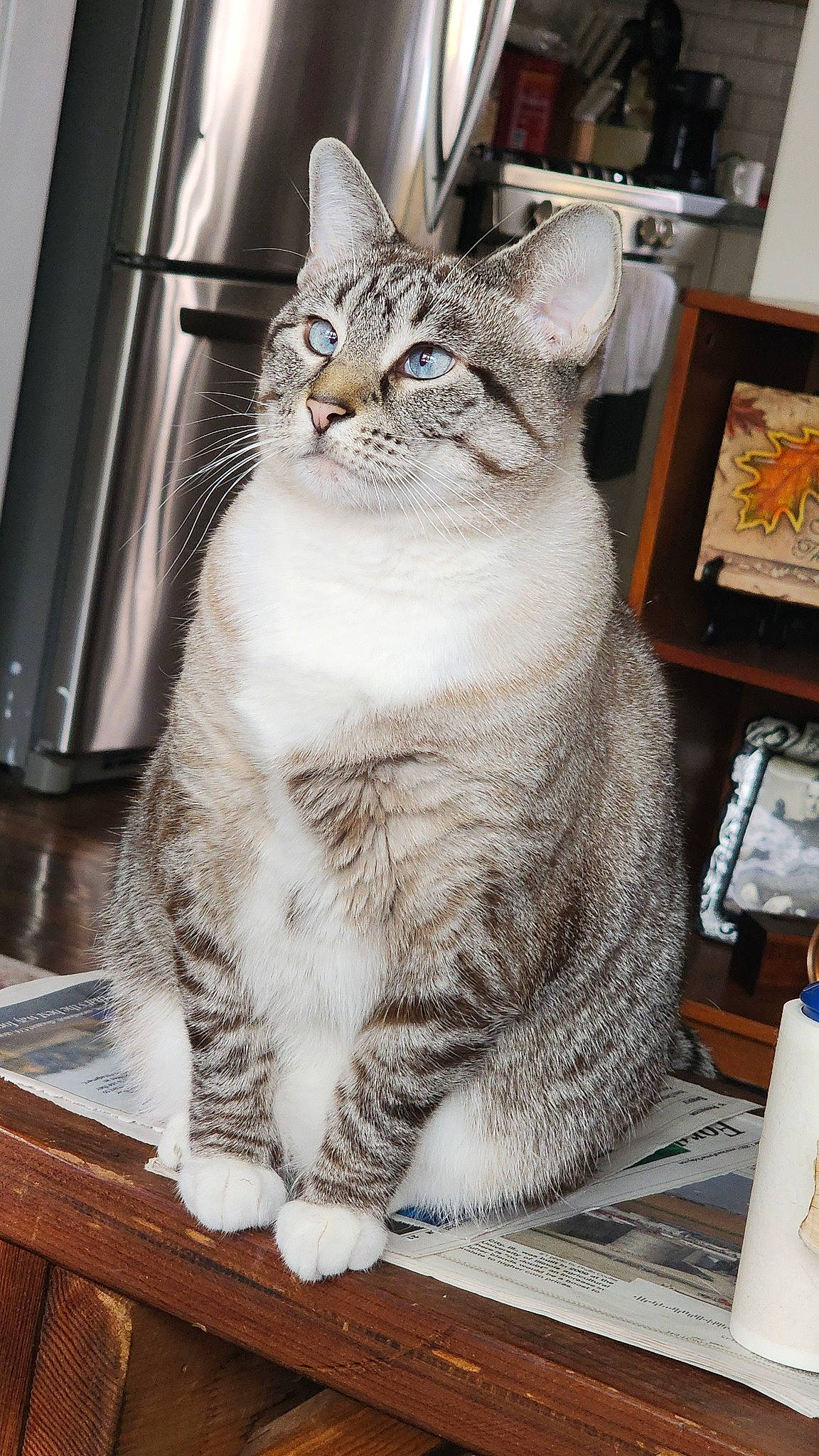 Dizzy joined the competition — help win amazing prizes! carnivore, cat, domestic_short_haired_cat, felidae, fur, paw, photo_caption, picture_frame, rectangle, sitting, small_to_medium_sized_cats, snout, tail, terrestrial_animal, whiskers, window