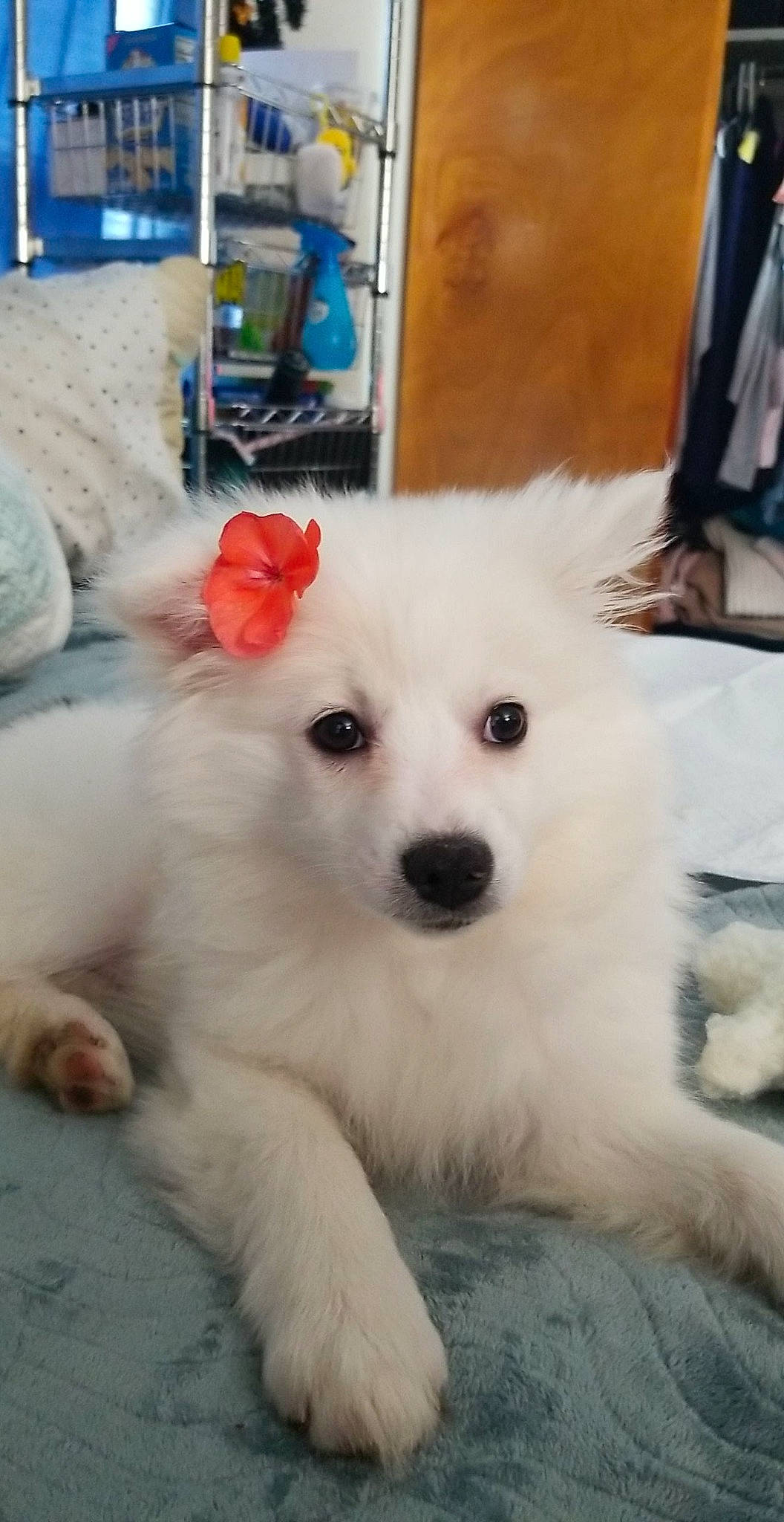 Freya is registered to the contest to win money with this photo: american_eskimo_dog, canidae, carnivore, companion_dog, dog, dog_breed, dog_supply, fur, german_spitz, german_spitz_klein, japanese_spitz, non_sporting_group, samoyed, spitz, sporting_group, toy_dog, volpino_italiano, whiskers, working_animal, working_dog