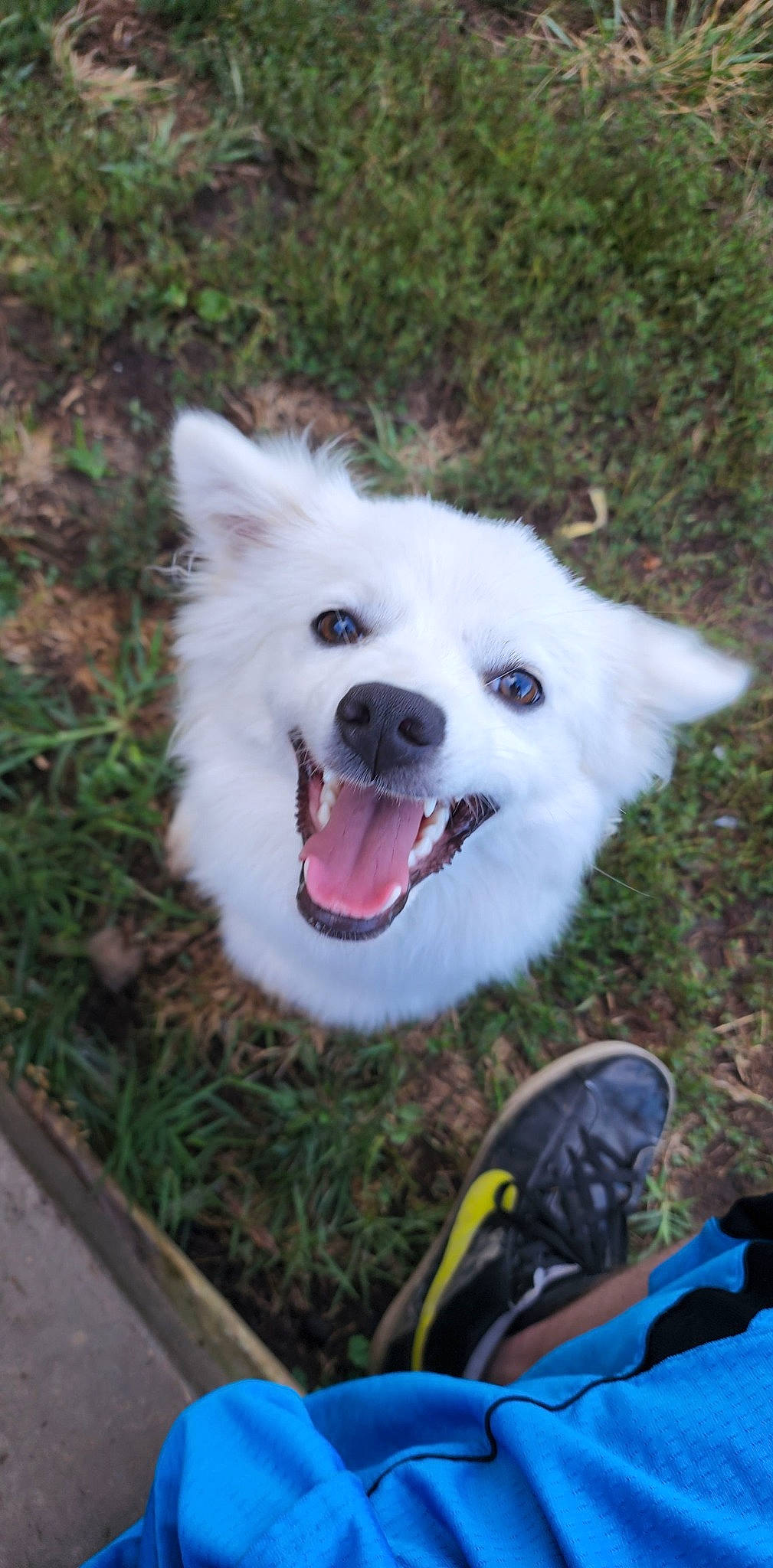 Freya is registered to the contest to win money with this photo: american_eskimo_dog, ancient_dog_breeds, canidae, carnivore, companion_dog, dog, dog_breed, fang, fur, grass, happy, indian_spitz, japanese_spitz, non_sporting_group, plant, samoyed, sporting_group, volpino_italiano, working_animal, working_dog
