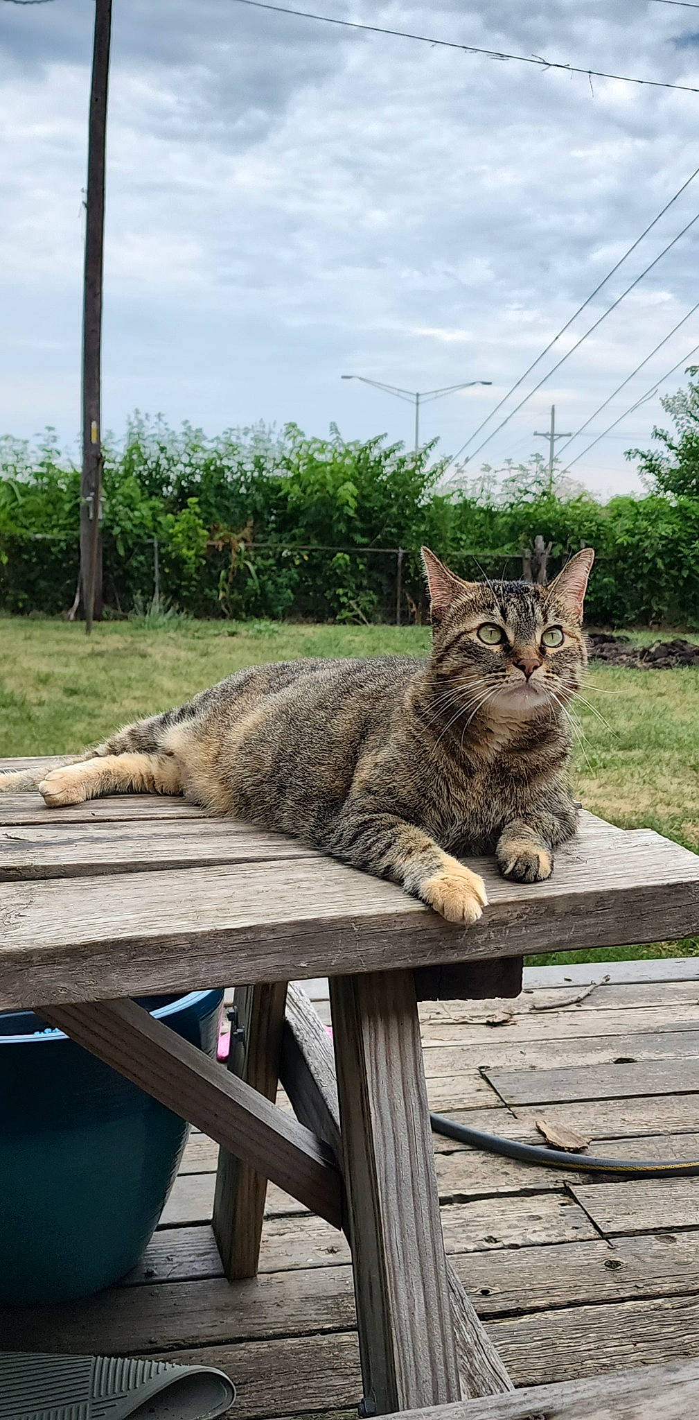 Nugget joined the competition — help win amazing prizes! carnivore, cat, cloud, domestic_short_haired_cat, fawn, felidae, fur, grass, outdoor_furniture, plant, sitting, sky, small_to_medium_sized_cats, snout, tail, terrestrial_animal, tree, whiskers, window, wood