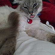 Casper joined the competition — help win amazing prizes! cat, fluffy, tongue_out, collar, pet, indoor, resting, white_blanket, red_collar, feline, cute, sleepy, fur, paw, animal, close_up, relaxed, whiskers, ears, face