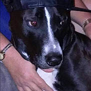 Kinnard joined the competition — help win amazing prizes! dog, black_and_white, cap, leather_cap, pet, animal, person_hand, bracelet, watch, casual, indoor, close_up, portrait, companion, cute, friendly, relaxed, sitting, domestic_animal, human_interaction