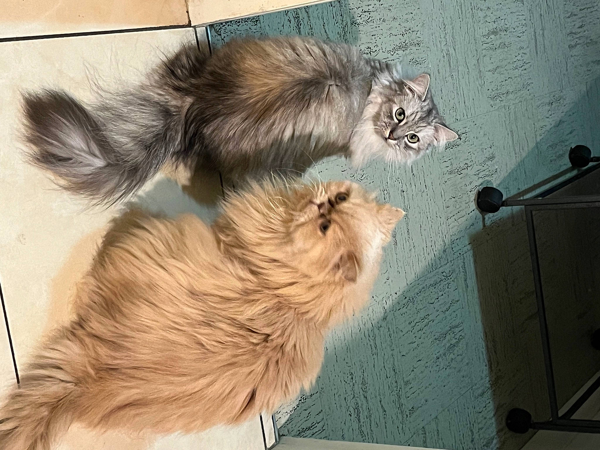 Smoothie Et Montécao