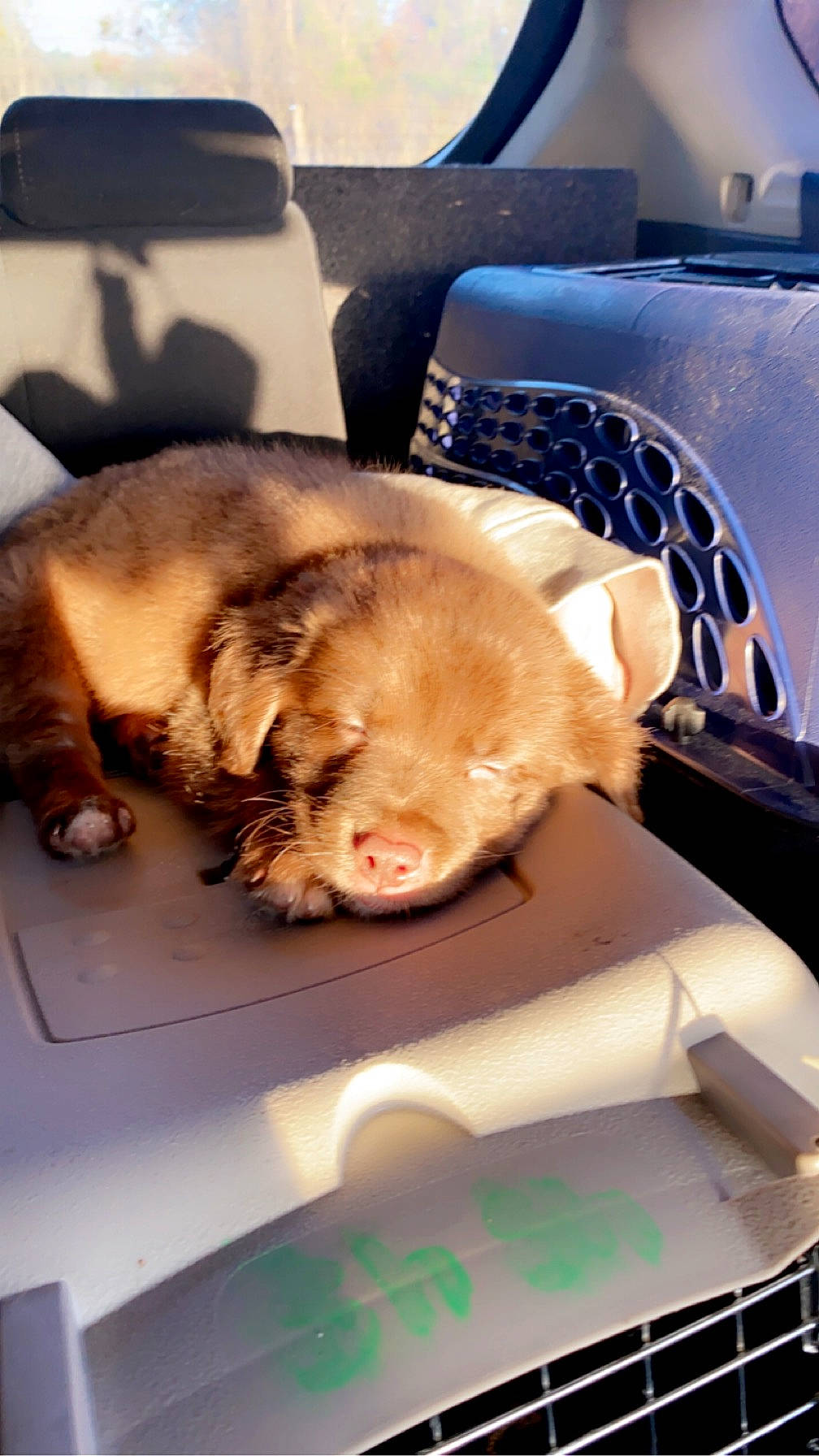 Missy joined the competition — help win amazing prizes! canidae, carnivore, cat, chair, claw, comfort, companion_dog, dog_breed, domestic_short_haired_cat, fawn, felidae, fur, nap, paw, small_to_medium_sized_cats, sporting_group, tail, vehicle, whiskers