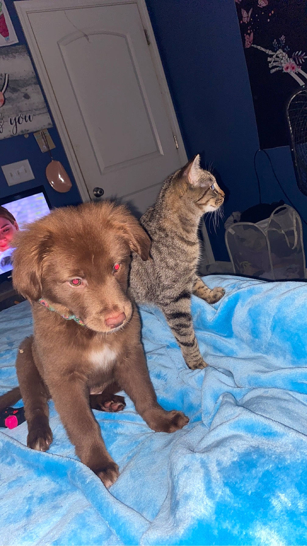 Missy is registered to the contest to win money with this photo: carnivore, cat, claw, comfort, companion_dog, dog_breed, domestic_short_haired_cat, fawn, felidae, foot, fur, liver, mammal, paw, small_to_medium_sized_cats, snout, tail, vertebrate, whiskers, working_animal