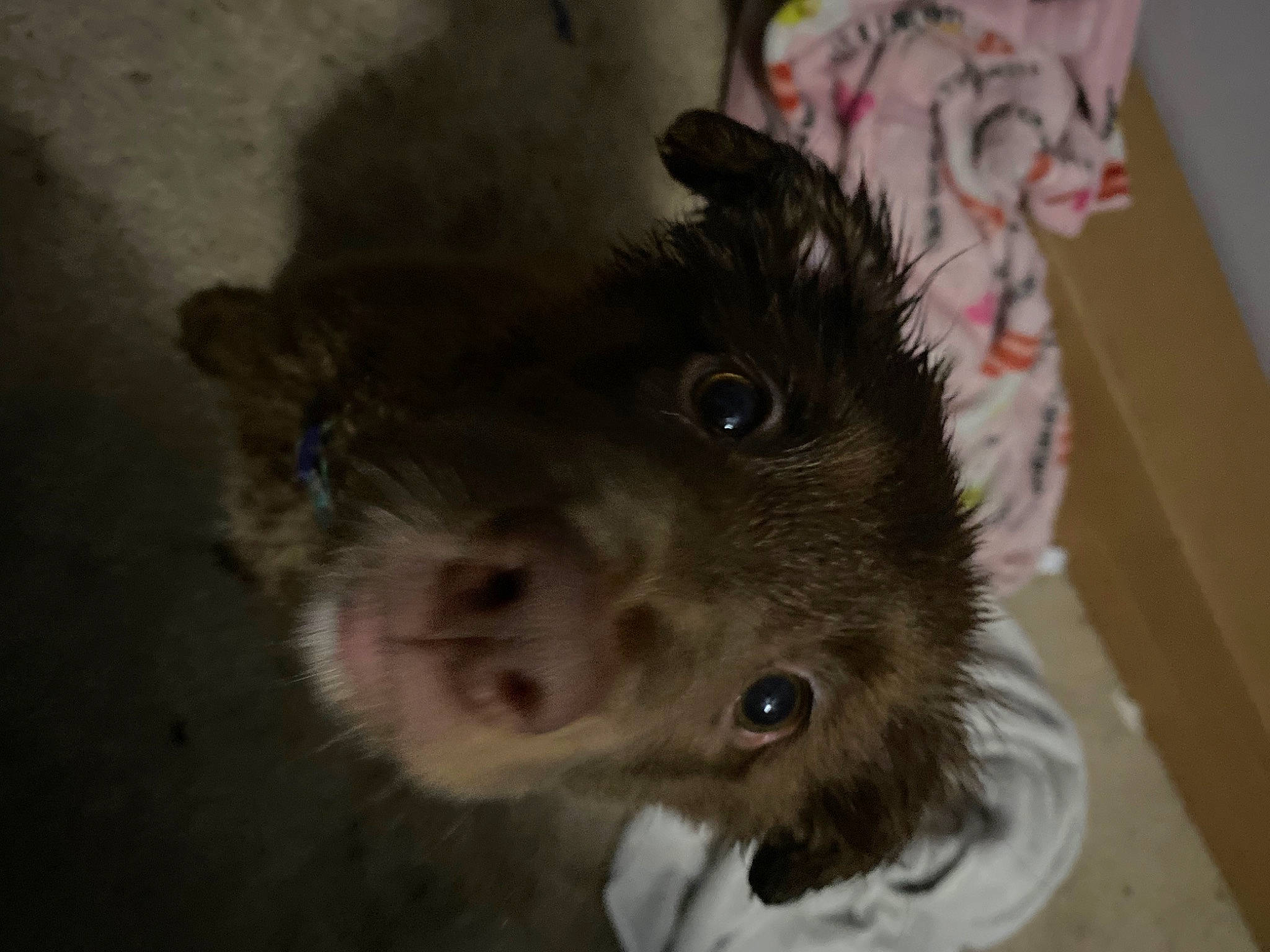 Missy joined the competition — help win amazing prizes! canidae, carnivore, companion_dog, dog, dog_breed, fawn, felidae, fur, liver, paw, puppy, small_terrier, small_to_medium_sized_cats, snout, sporting_group, terrestrial_animal, terrier, toy_dog, whiskers, working_animal