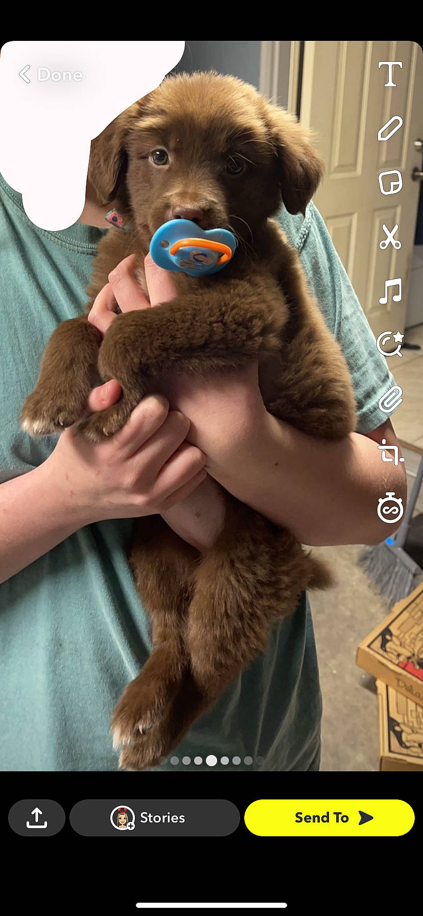 Missy is registered to the contest to win money with this photo: box, brown_bear, canidae, companion_dog, dog_breed, fawn, fur, gesture, liver, natural_material, plush, snout, sporting_group, stuffed_toy, sunglasses, terrestrial_animal, toy, watch, working_animal