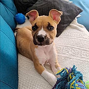 Xena a rejoint le concours — aidez-le/la à gagner de superbes lots ! puppy, dog, cute, pet, toy, blanket, couch, pillow, indoor, relaxing, brown, white, ears, face, looking, playful, cozy, home, animal, young