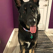 Trigger is registered to the contest to win money with this photo: black_and_tan, black_dog, canine, collar, dog, dog_tags, door, front_facing, german_shepherd, hallway, indoors, panting, pet, pointed_ears, portrait, purple_wall, rug, sitting, tongue, wood_floor