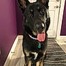 dog, german_shepherd, black_dog, sitting, indoors, hallway, portrait, tongue, panting, pointed_ears, collar, dog_tags, pet, canine, black_and_tan, purple_wall, door, rug, wood_floor, front_facing