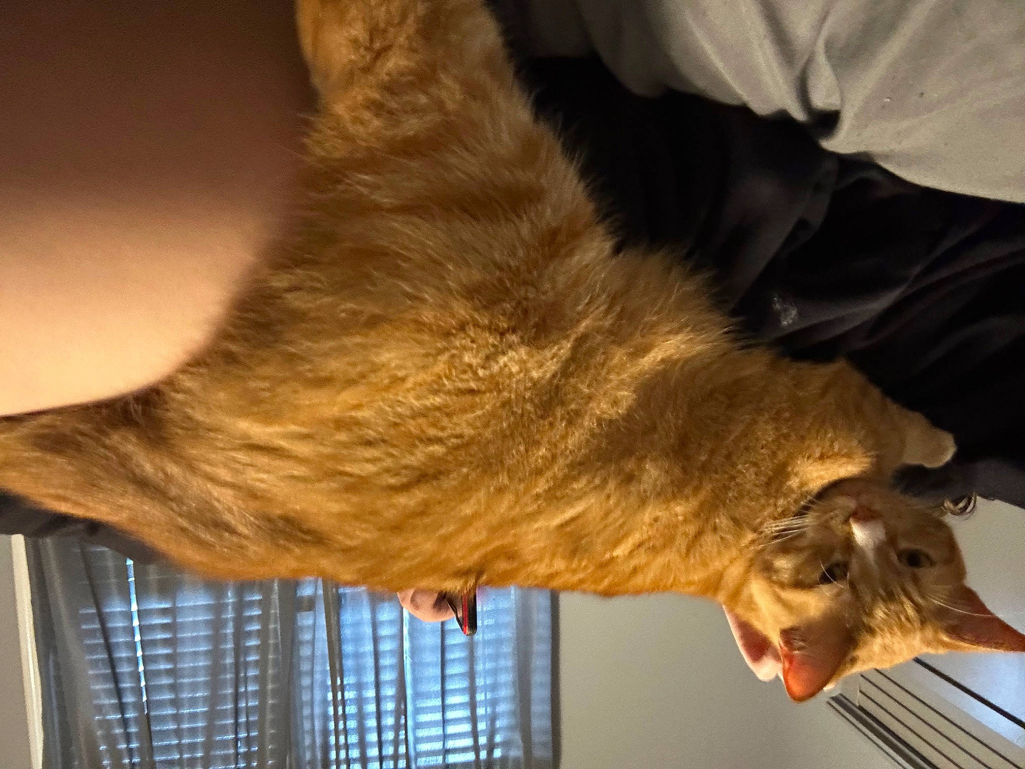 Monty joined the competition — help win amazing prizes! canidae, carnivore, claw, dog_breed, fawn, felidae, fur, gesture, jaw, liver, mammal, small_to_medium_sized_cats, snout, sporting_group, tail, terrestrial_animal, whiskers, wildlife, wing, working_animal