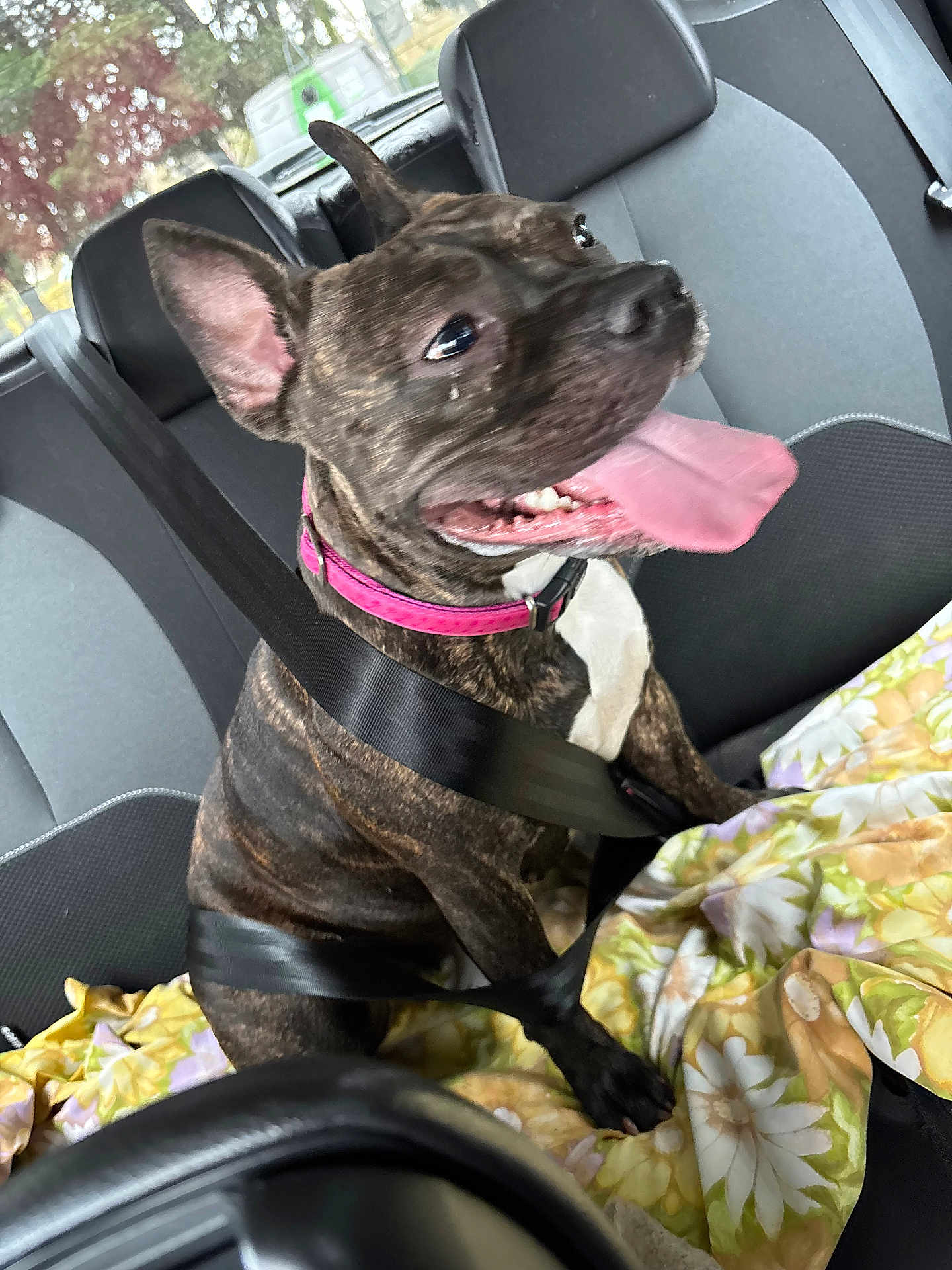 Ginette participe au concours pour gagner de l'argent avec cette photo : dog, brindle, collar, seatbelt, car, backseat, tongue_out, happy, pet, animal, window, blanket, floral, interior, seat, restraint, canine, transport, safety, domestic_animal