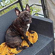 Ginette participe au concours pour gagner de l'argent avec cette photo : dog, brindle, pet, outdoor, balcony, couch, blanket, curious, ears, looking_up, furniture, street, greenery, texture, seat, animal, companionship, resting, domestic, canine
