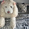 dog, poodle, white, curly_fur, flower_clips, pet, indoors, blanket, cushion, sofa, relaxed, cute, animal, companion, cozy, fur, snout, paw_print_pattern, resting, home