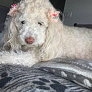 Leia joined the competition — help win amazing prizes! dog, white_dog, curly_fur, pet, lying_down, blanket, indoor, cute, fluffy, animal, ears, decorative_bows, resting, cozy, fur_texture, close_up, adorable, calm, home, soft_light