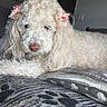 dog, white_dog, curly_fur, pet, lying_down, blanket, indoor, cute, fluffy, animal, ears, decorative_bows, resting, cozy, fur_texture, close_up, adorable, calm, home, soft_light