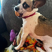 Bessy joined the competition — help win amazing prizes! animal, ball, blanket, canine, chair, chihuahua, couch, cream, cushion, dessert, dog, furniture, homedecor, hound, linen, pet, puppy, sport, tennis, tennisball