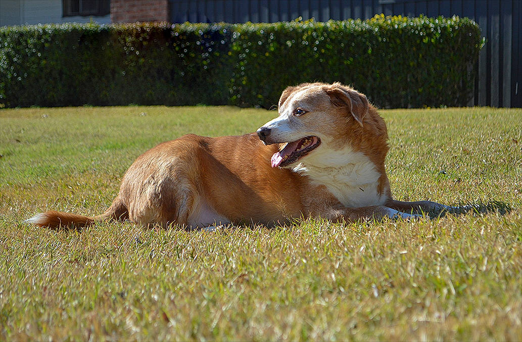 Moose joined the competition — help win amazing prizes! canidae, carnivore, companion_dog, dog, dog_breed, grass, mammal, nova_scotia_duck_tolling_retriever, sporting_group, vertebrate