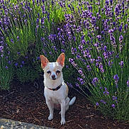 Bailey is registered to the contest to win money with this photo: dog, chihuahua, small_dog, flower_bed, lavender, purple_flowers, greenery, mulch, sunlight, outdoor, nature, pet, sitting, plant, garden, cute, animal, summer, daylight, collar