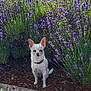 dog, chihuahua, small_dog, flower_bed, lavender, purple_flowers, greenery, mulch, sunlight, outdoor, nature, pet, sitting, plant, garden, cute, animal, summer, daylight, collar